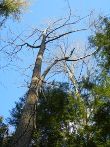 oak with dead brance
