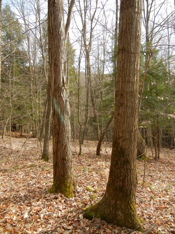 competing trees