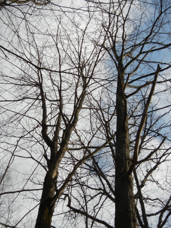 competing tree crowns