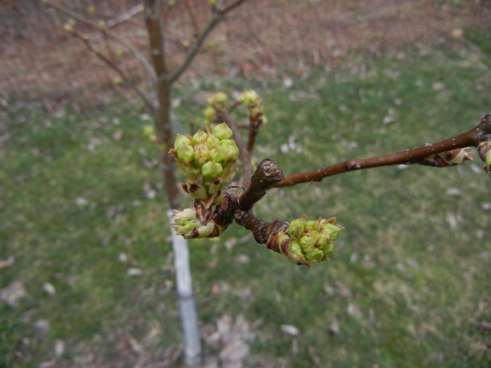 asian pear buds