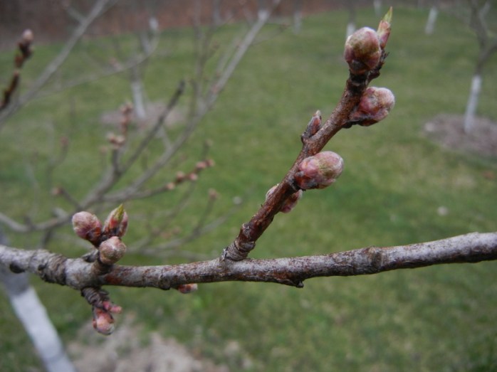 peach buds