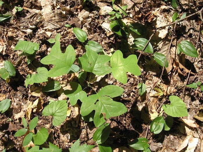 tulip poplar seedling
