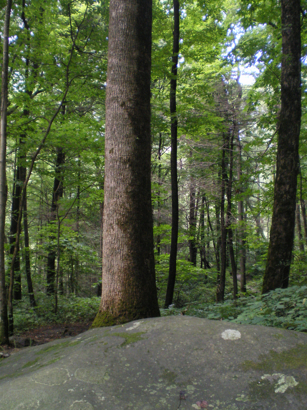 tree and rock