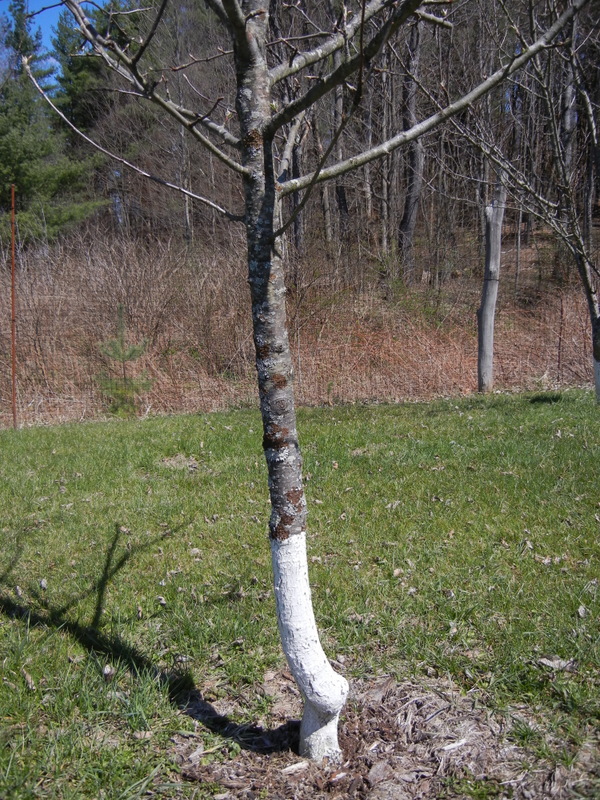 gold rush apple tree