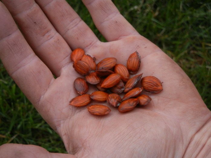 peach seeds