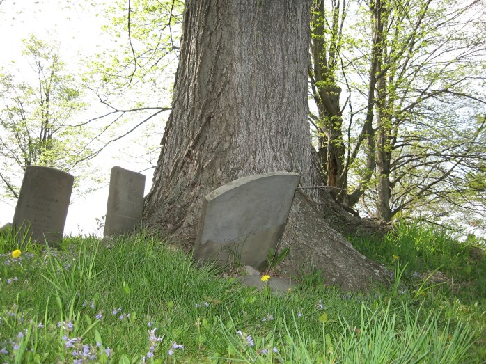 cemetery tree