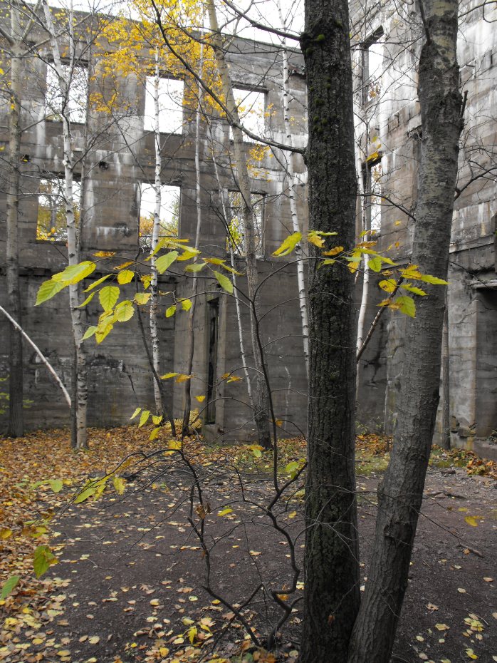 trees in abandoned building