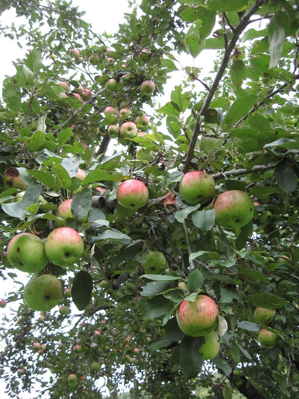 organic apple crop